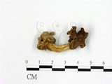 學名:Helvella crispa