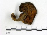 學名:Cortinarius sp.