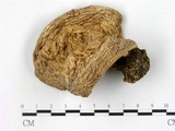 學名:Agaricus augustus