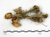 學名:Collybia maculata