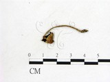 學名:Anellaria semiovata
