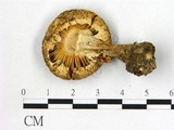 學名:Armillaria albolanaripes