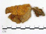 學名:Armillaria albolanaripes