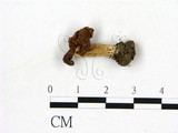 學名:Helvella lacunosa