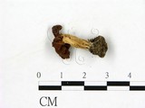 學名:Helvella lacunosa