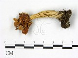 學名:Helvella crispa