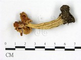 學名:Helvella crispa