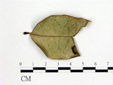 學名:Phyllactinia bauhiniae