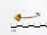 學名:Marasmius sp.