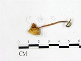 學名:Marasmius sp.