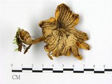 學名:Oudemansiella platyphylla