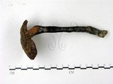 學名:Ganoderma austrofujianense