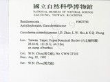 ǦW:Ganoderma austrofujianense