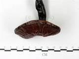 學名:Ganoderma austrofujianense