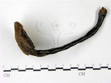 學名:Ganoderma austrofujianense
