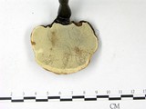 學名:Ganoderma austrofujianense