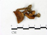 學名:Gymnopilus aeruginosus