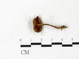 學名:Gymnopilus aeruginosus