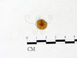 學名:Gymnopilus aeruginosus