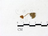 學名:Leucocoprinus fragilissimus