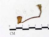 學名:Leucocoprinus fragilissimus