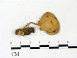 學名:Leucocoprinus fragilissimus