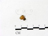 學名:Crepidotus mollis