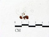 學名:Lepiota sp.