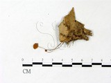 學名:Marasmius pulcherripes