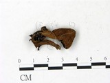 學名:Lepiota purpureorubra
