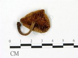 學名:Oudemansiella mucida