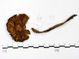 學名:Amanita spissacea