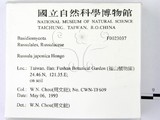 ǦW:Russula japonica