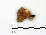 學名:Russula amoena