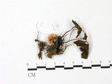 學名:Russula kansaiensis
