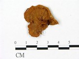 學名:Cantharellus sp.