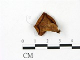 學名:Polyporus emerici