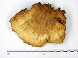 學名:Laetiporus sulphureus