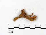 學名:Cantharellus cibarius