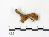 學名:Cantharellus cibarius