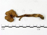 學名:Amanita rufoferruginea