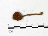 學名:Melanoleuca stridula