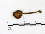 學名:Melanoleuca stridula