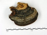 學名:Fomitopsis pinicola