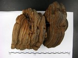 學名:Ganoderma applanatum