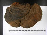 學名:Ganoderma applanatum