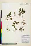 ئW:Ophiorrhiza japonica var. amamiana Hatusima