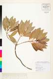 ئW:Bruguiera parviflora (Roxb.) R. Wight