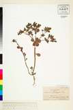 ئW:Euphorbia helioscopia L.