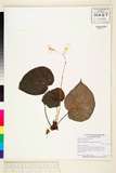 ئW:Begonia cirrosa  B. cavaleriei